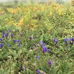 2307スカイカフェ - 深山リンドウと紅葉が始まった草花に秋の気配