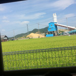 Kompira Ya - 窓から見える景色！稲がきれいです！