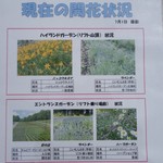 Tambara Lavender Park - （2016/7月）開花状況