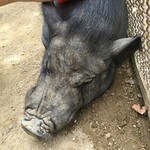 ヤマサ蒲鉾 - 姫路城横の動物園で ブタさん ブーブーと気持ち良さげ〜♫ とんかつにされんように〜っお子達を癒してあげてっ☆