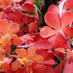 アロハテーブル - アロハテーブル