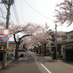 梅乃寿司 - 見事な桜並木が続く広がる店舗前。（2012年5月）