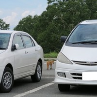 ギリガンズ アイランド - 駐車場に野生のキタキツネが出没^^;