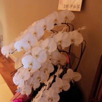 鮨 つきうだ - 