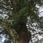 Nitarou - 叔父のお庭にある樹齢ん百年のかやの木です❗️