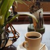カフェぷらむ