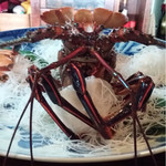 天一 - にしきえび