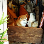 Kammi Doko Ro Shiba Fuku - 綺麗な柴犬です