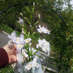 峠の茶屋 アザセボラ - シャガの花