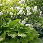 ブランジェ浅野屋 - 