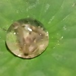 セララバアド - 朝露