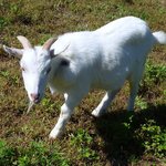 手造りそば 打墨庵 加瀬 - メイちゃん