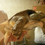 多助割烹 - 活すっぽん