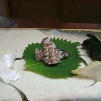 鮨 かず矢 - 