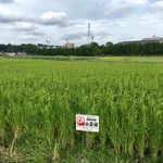 47都道府県の日本酒勢揃い 夢酒 - 米づくりから行ういづみ橋酒造