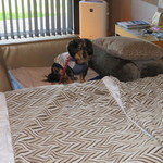 乃の風リゾート - ワンコと一緒に♡