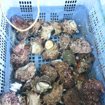 魚見亭 - 活きサザエ