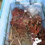 魚見亭 - 活き伊勢エビ