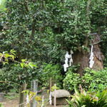 魚見亭 - ご神木と わけあり？蓋つき石
      