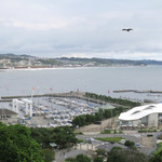 魚見亭 - ヨットハーバー上を舞うトンビ