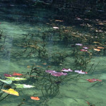 風土や - 綺麗すぎるモネの池♤撮影は2015年11月