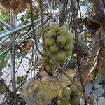 トラットリア ボッカ ボーナ - テラス席生垣の葡萄