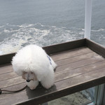 魚見亭 - 思わず足が竦むアンジェリーナ