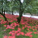 名栗温泉　大松閣 - 曼珠沙華