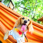 ハンモックカフェ - 