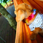 ハンモックカフェ - 