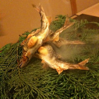 露庵 菊乃井 木屋町店 - 