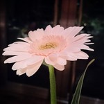 レストラン サンパウ - 花