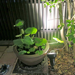 恵比寿 箸庵 - 夜のテラス〜♬