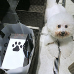 恵比寿 箸庵 - クララを待つアンジェリーナ