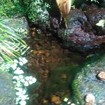 わたや - メダカがいます