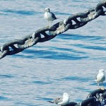 波止場食堂 - 朝の、かもめ達