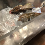 Sakanakafe - この新鮮な魚が煮魚定食になる。
                      高級料亭並み