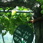 カラフルぶどう園 - 糖度が軒並み２３以上