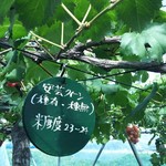 カラフルぶどう園 - 種があるとか書いてあるとありがたい