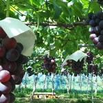 カラフルぶどう園 - 見渡す限りぶどう(^^♪
