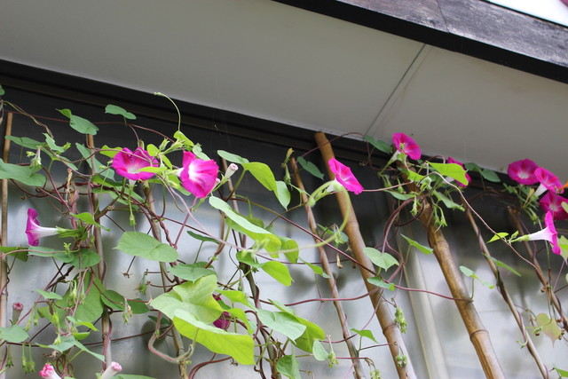 花ごよみ - 米沢（甘味処）の写真