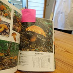 柚木元 - アカヤマドリという茸だそうです。