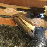 小判寿司 - コハダ