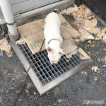 ボン・ダボン - お犬様