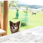 長門牧場 - ウッドデッキはペットの同伴OKです！