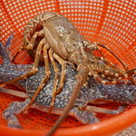 Nana Lobster - 