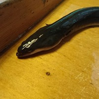日本料理 梅林 - 