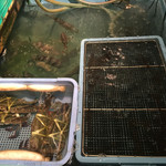 イシダイ、ワタリガニ、スッポン