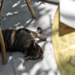 La Mosquée de Paris - 先客