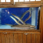 やなぎ - 鱧は活きていないときれいに捌けないのだ！